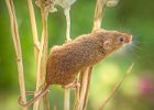 5) Harvest Mouse.jpg